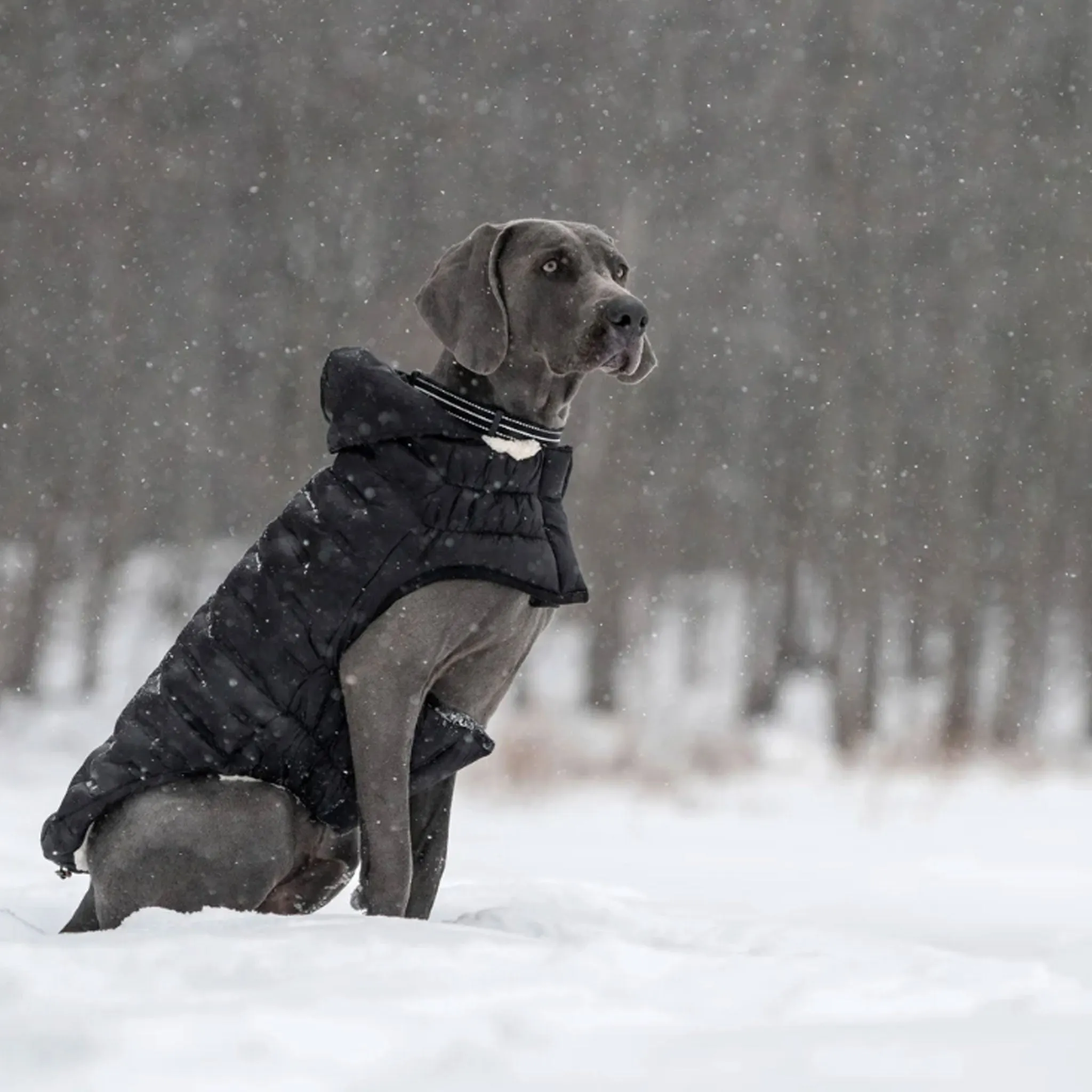 GF Pet ElastoFit Cloud Parka - Black